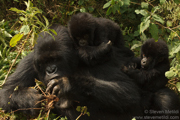 MOUNTAIN GORILLAS OF RWANDA